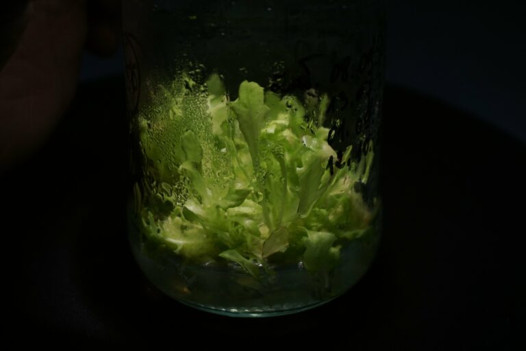 Pożywka Quoirin & Lepoivre: zastosowanie i właściwości