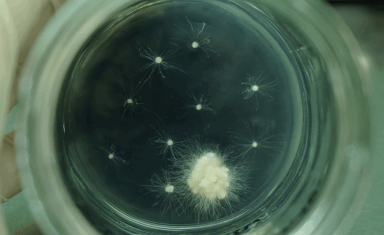 Witaminy w kulturach in vitro – niewielkie składniki o kluczowym znaczeniu metabolicznym