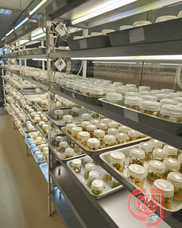 DMSO, czyli dimetylosulfotlenek. Uniwersalny pomocnik kultur i nie tylko.