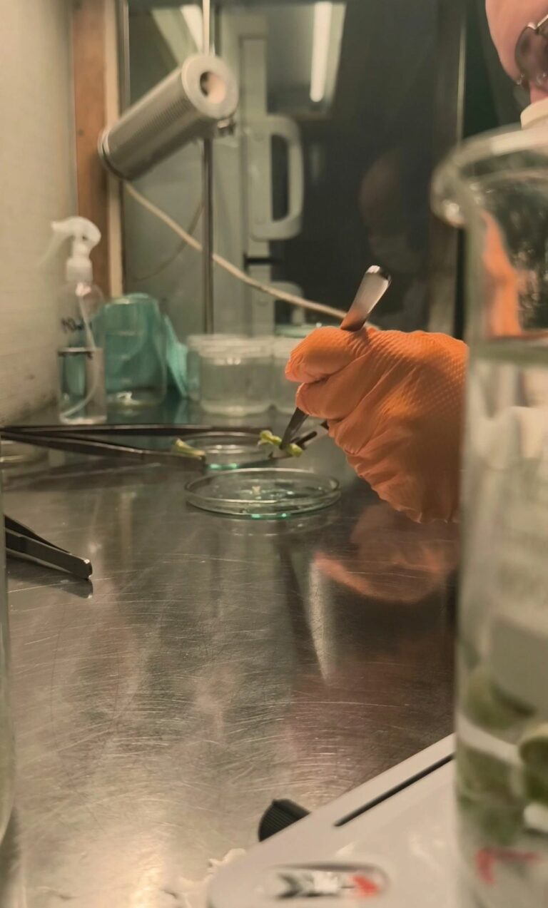 Dobrze zaprojektowane laboratorium kultur in vitro – fundament stabilnych wyników