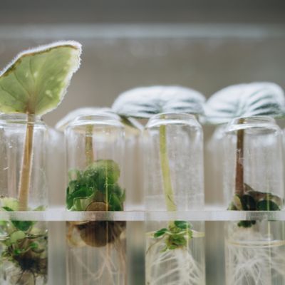 Detailed image of plant growth in test tubes, showcasing biotech applications.